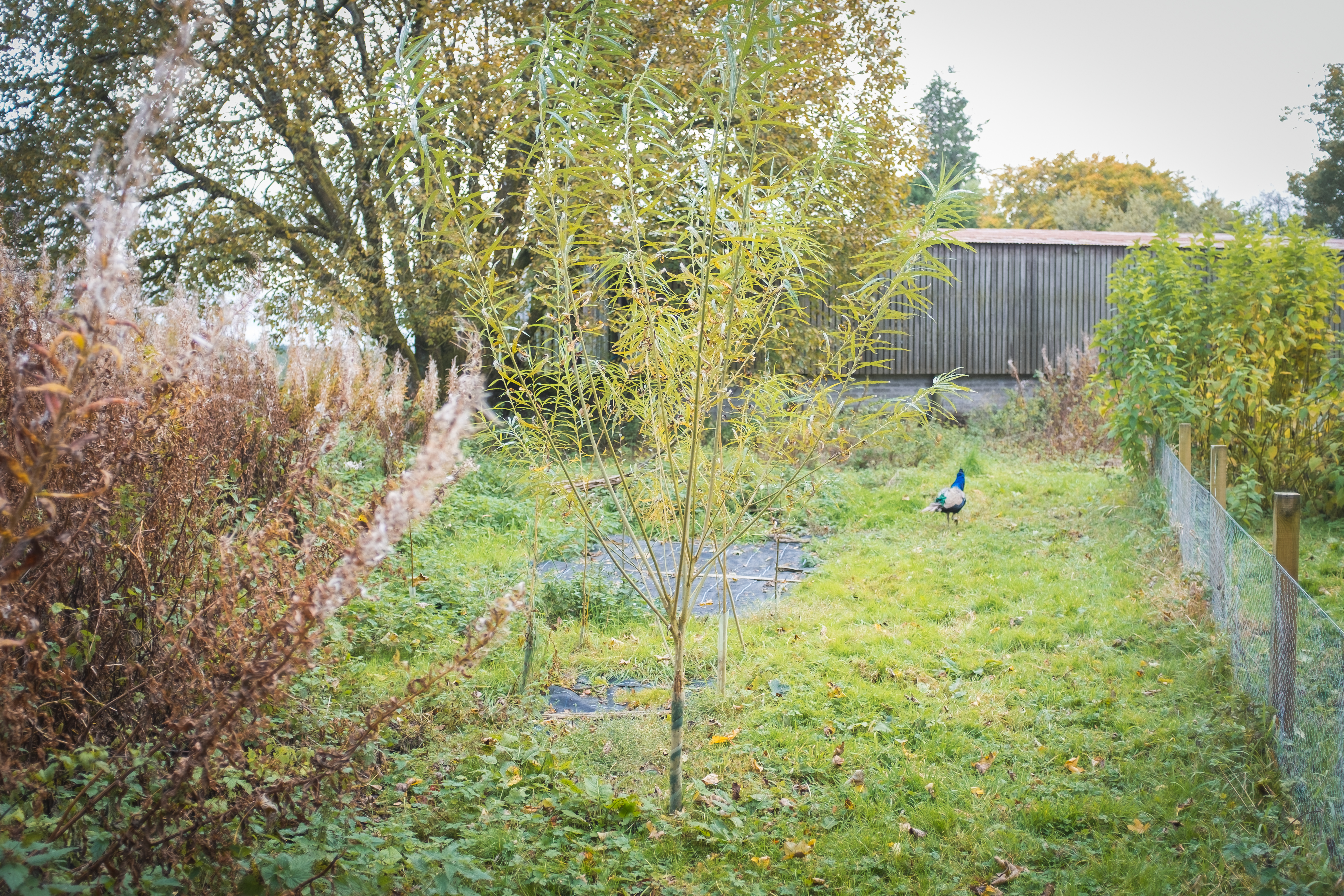 salix viminalis in leaf