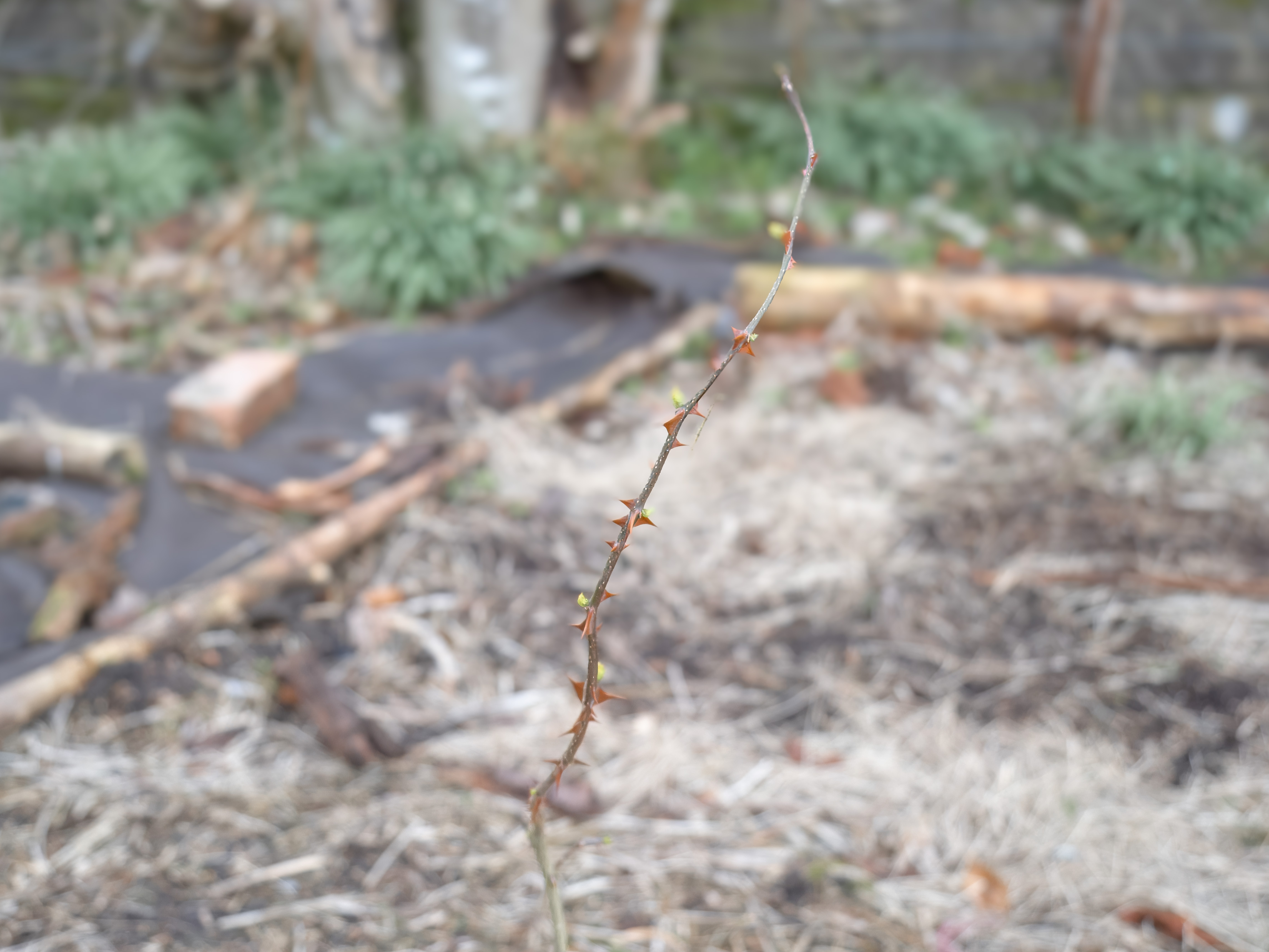 szechuan pepper tree, just planted