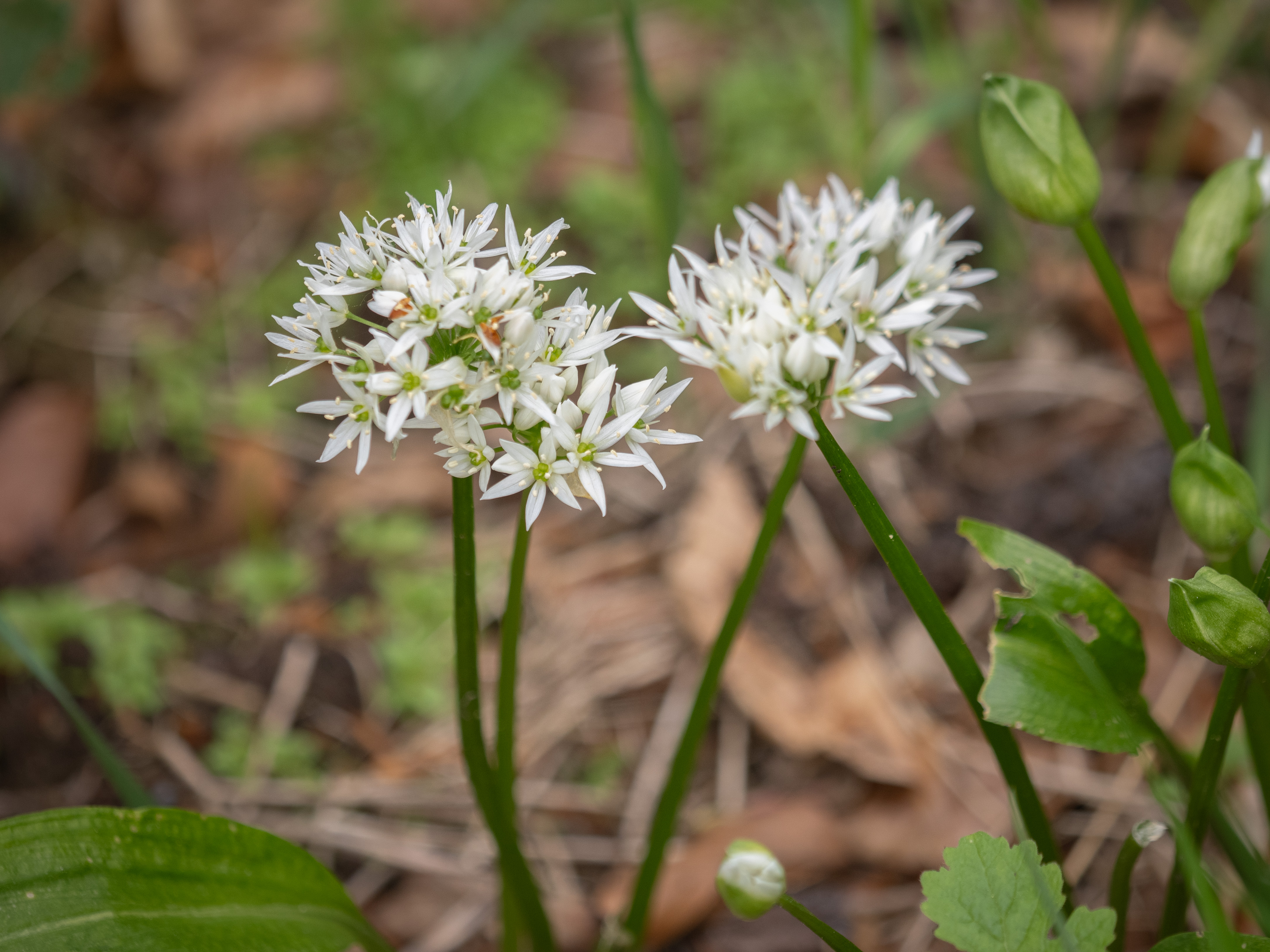 wild garlic flowering